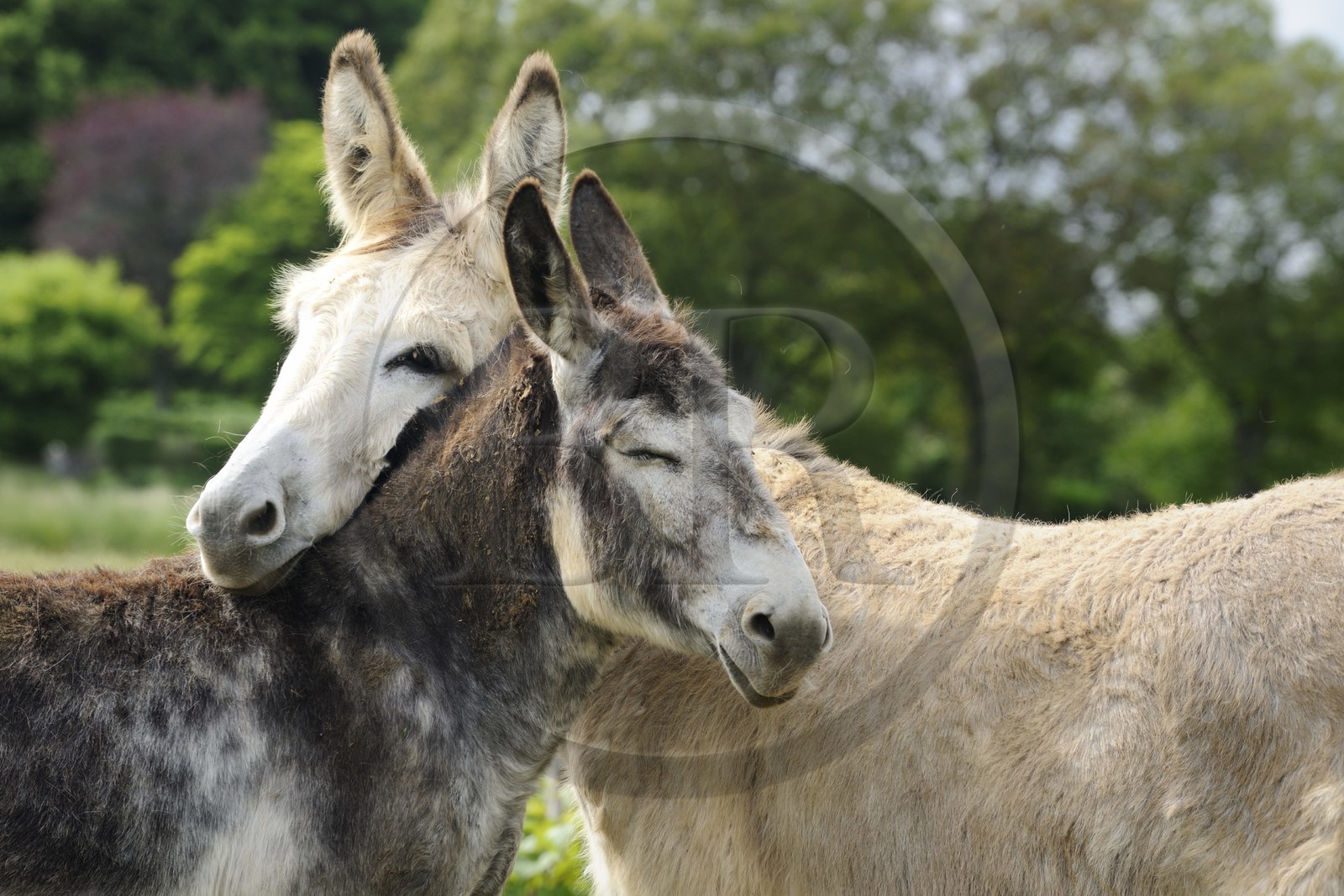 France, Côte d'Or (21), Villiers-le-Faye, tendresse d'ânes
