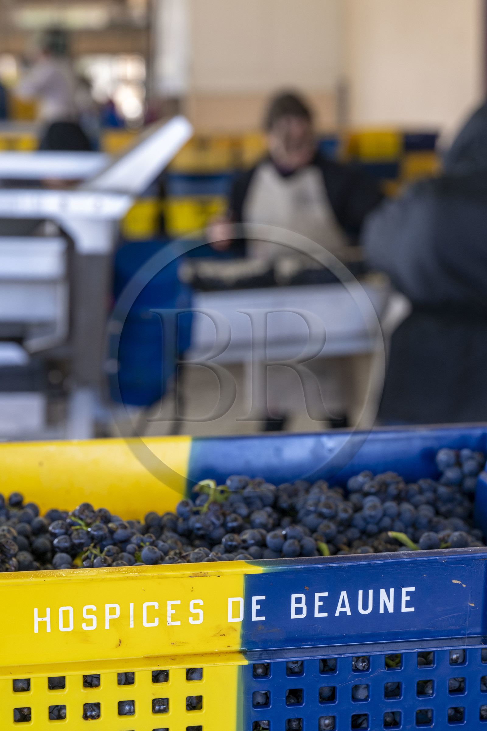 France, Cote d'Or, Climats terroirs of Burgundy listed as World Heritage by UNESCO, Beaune, Hospices de Beaune Winery, bunches of grapes in 35 kg perforated crates, an ideal format designed to avoid damaging the harvest