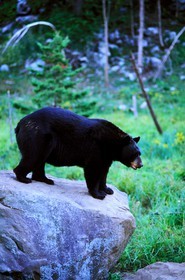 Canada, Quebec Province, black bear in La Verendrye Wildlife Reserve
