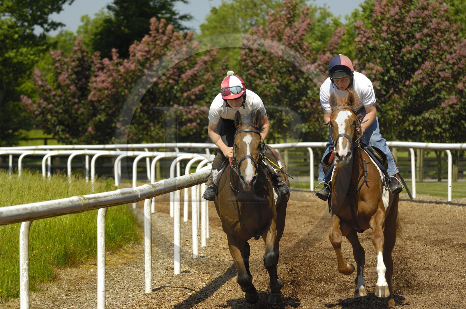 Irlande, Co. Kildare, Maynooth, harras de Moyglare (Stud), entrainement des chevaux