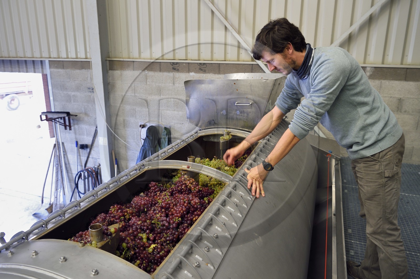 France, Haut-Rhin (68), Route des vins d'Alsace, Bergheim, Domaine viticole Marcel Deiss, Mathieu Deiss vérifiant le raisin dans le pressoir