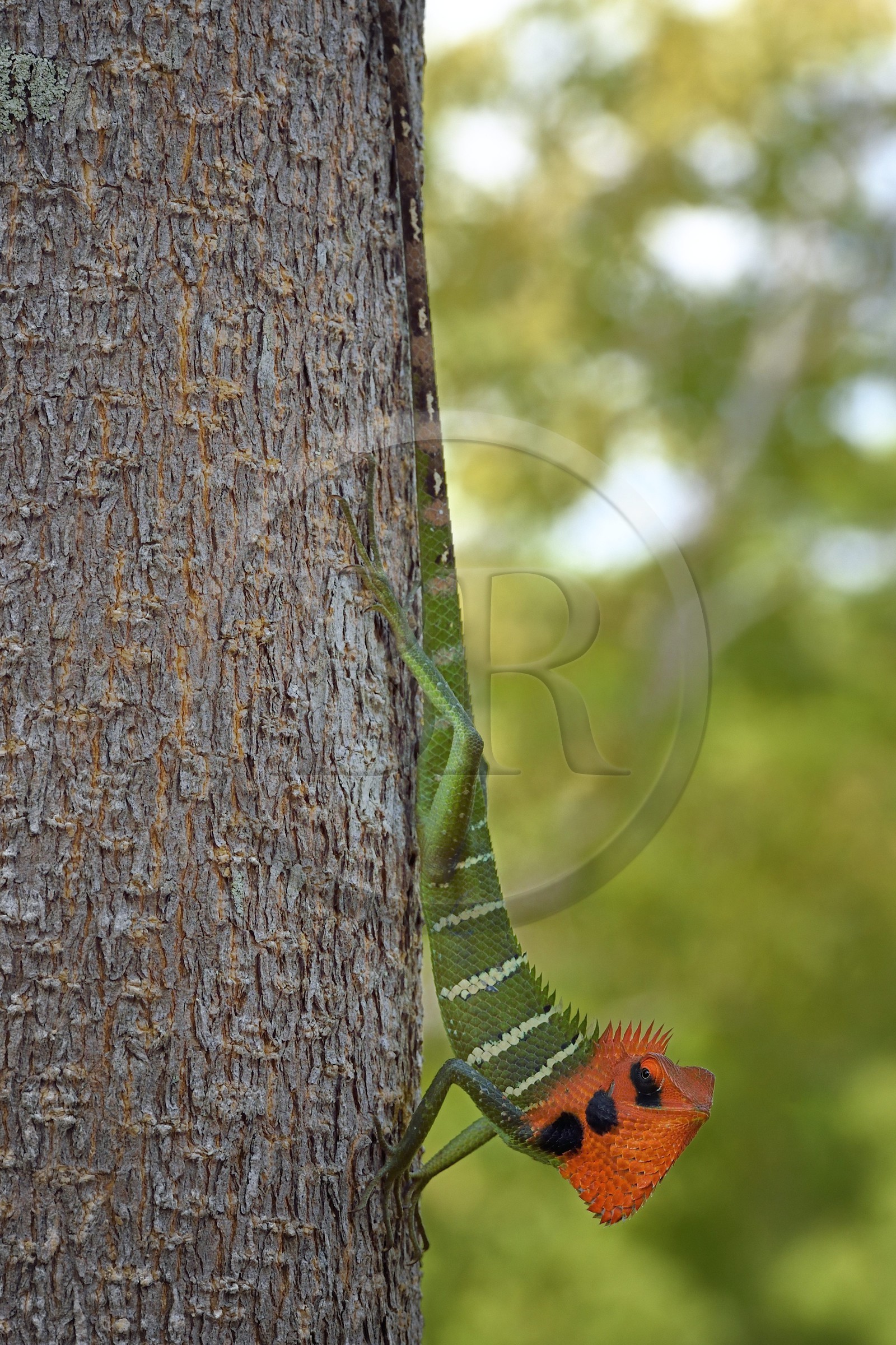 Sri Lanka, province du Centre-Nord, Diyabeduma, caméléon agame versicolore (Calotes versicolor) également appelé agame arlequin