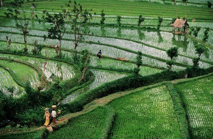 Indonésie, île de Bali, rizières en terrasses dans la région de Tirtagangga