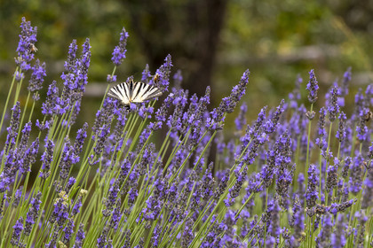 France, Alpes-Maritimes, Mouans-Sartoux, Gardens of the International Museum of Perfumery (Musée International de la Parfumerie - MIP), scarce swallowtail (Iphiclides podalirius) butterfly on a sprig of blooming lavender