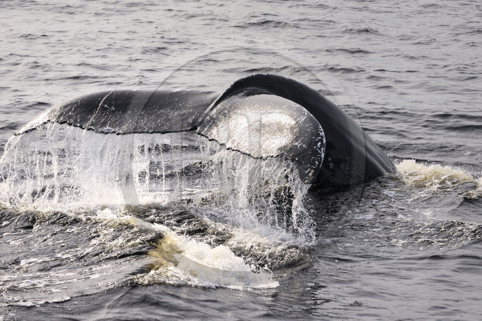 Canada, province de Québec, région de Manicouagan, Tadoussac, queue d'une baleine à bosse dans le golf du Saint-Laurent