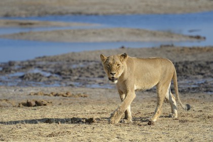 Zimbabwe, Matabeleland North Province, Hwange National Park, lion (Panthera leo) around a pond