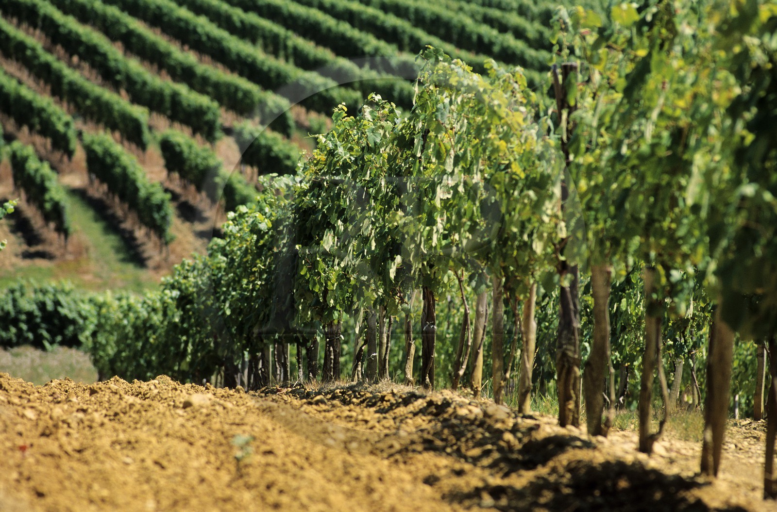 France, Gers (32), Viella, les nectars du Vic Bilh, Domaine de Berthoumieu