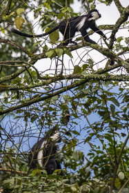 Rwanda, Province de l’Ouest, Gisakura, Parc national de Nyungwe, Colobes de Ruwenzori (Colobus angolensis ruwenzorii) pendant un safari à pied dans la forêt tropicale humide naturelle