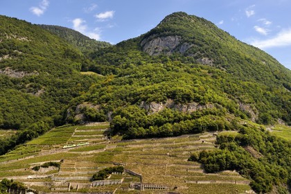 Switzerland, Canton of Vaud, Aigle, regional train advancing on the hillside and surrounded by vineyards
