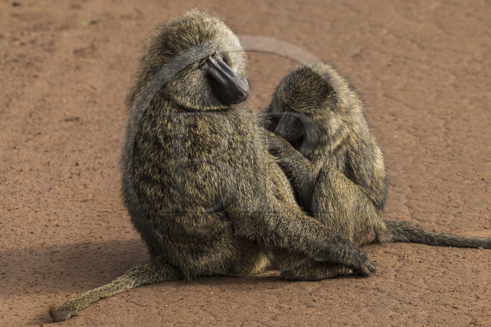 Rwanda, Parc national de l'Akagera, babouin olive (Papio anubis) épouillant un de ses congénères