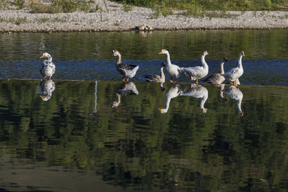 France, Aveyron, Millau, geese on the small dam on the Tarn river