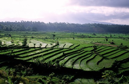 Indonesia, Bali island, rice plantations in terraces in the area of Tirtagangga