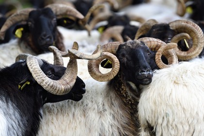 France, Pyrénées-Atlantiques (64), Pays-Basque, vallée des Aldudes, Urepel, bélier à gauche et brebis manech tête noire