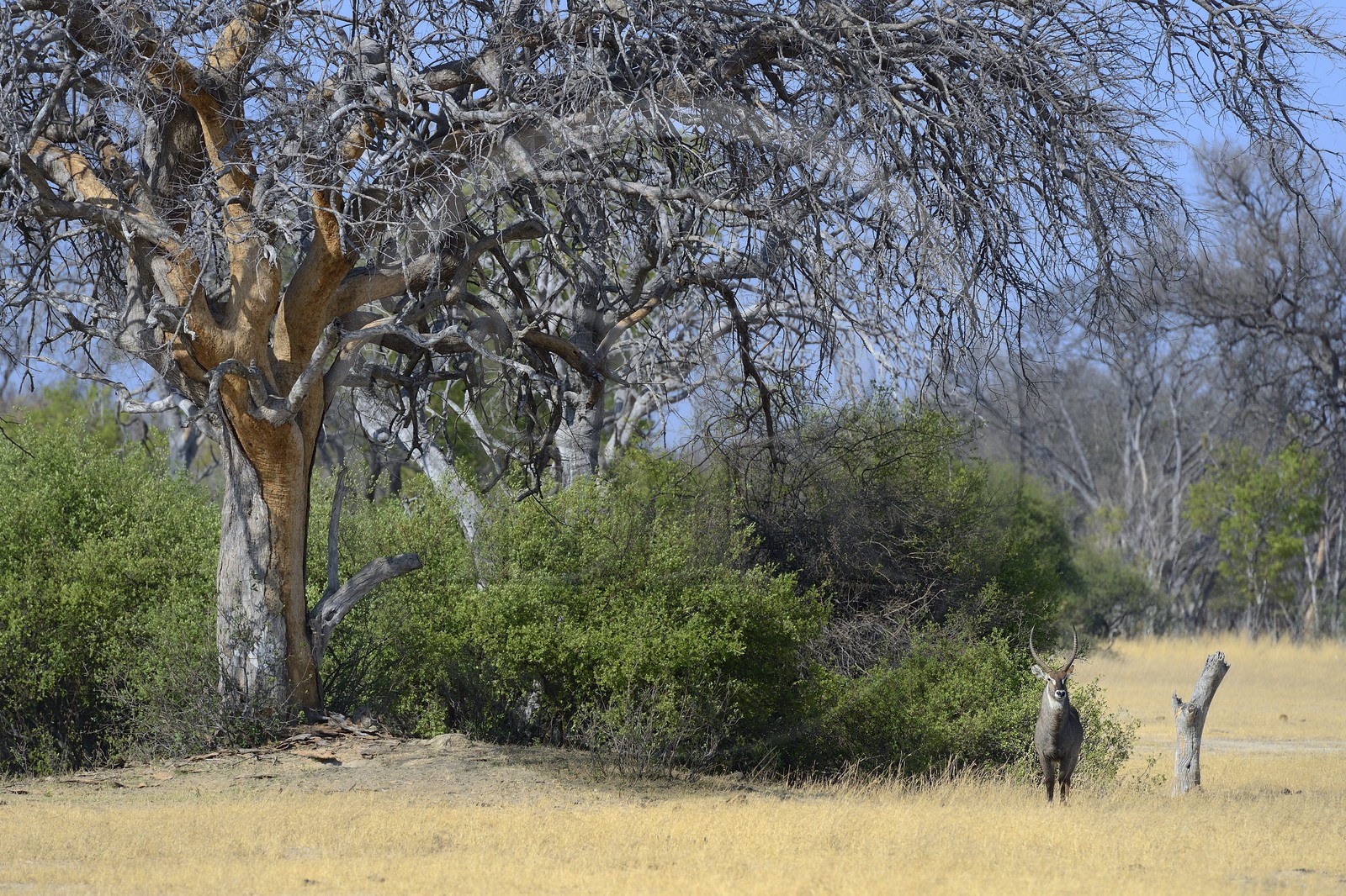 Zimbabwe, province de Matabeleland septentrional, parc national Hwange, cobe à croissant (Kobus ellipsiprymnus) aussi appelé waterbuck ou antilope sing-sing