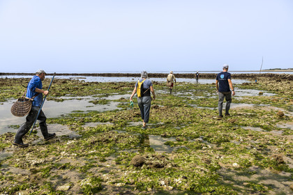 France, Charente Maritime, Oleron island, Saint Georges d'Oléron, Sables Vignier beach at low tide, authorized fishermen going to the Basses fish lock