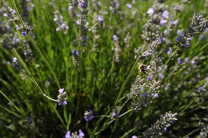 France, Var (83), Provence Verte, Bras, la maison d'hôtes Le Peyrourier une campagne en Provence, abeille butinant de la lavande