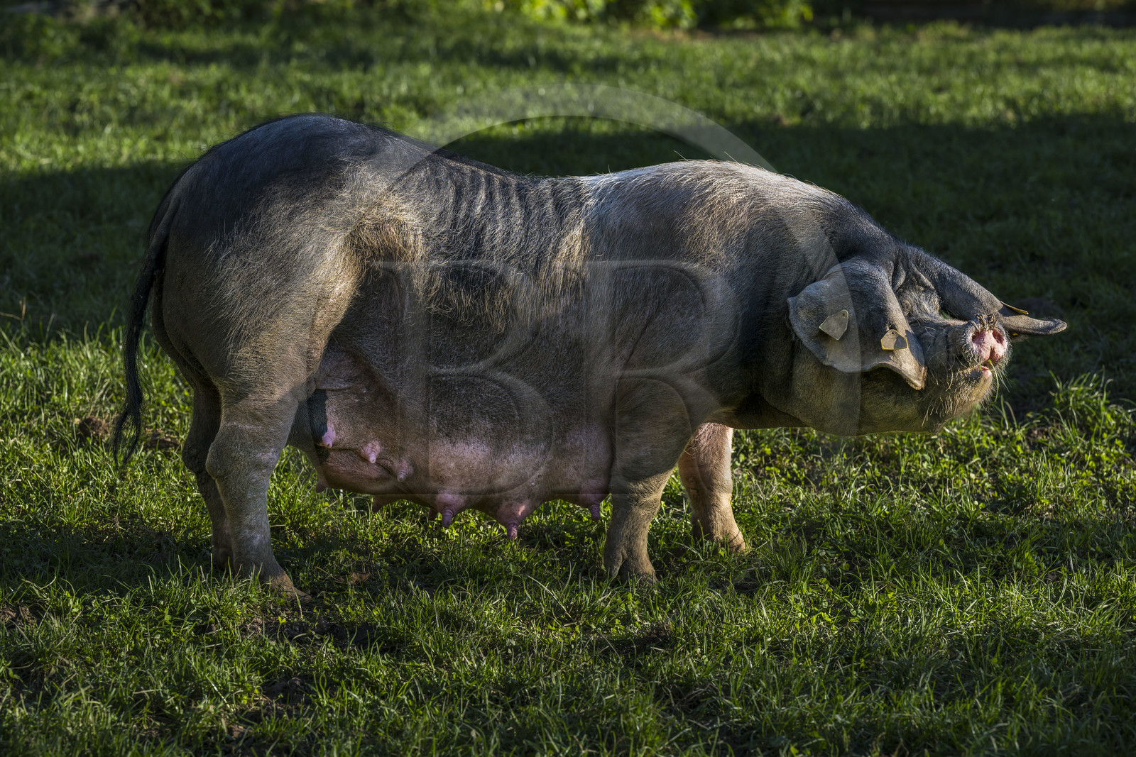 France, Pyrénées-Atlantiques (64), Pays-Basque, vallée des Aldudes, élevage en plein air Pierre Oteiza de porcs basques de race pie noir pour la production du jambon Kintoa AOC, cochette (jeune truie)