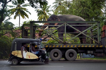 Sri Lanka, Southern Province,  Weligama, an elephant transporter brings an elephant to a ceremony