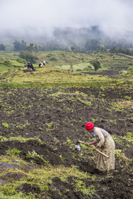 Rwanda, Province du Nord, District de Musanze (Ruhengeri), culture des champs sur les pentes volcaniques du mont Karisimbi dans les montagnes des Virunga en bordure du Parc national des Volcans (en arrière plan) où vivent les gorilles