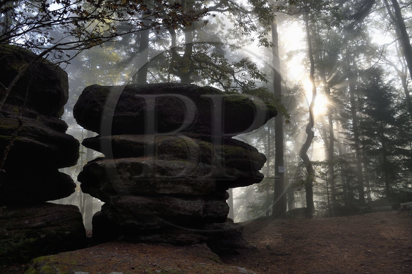 France, Bas-Rhin (67), Mont Saint-Odile, randonnée le long du Mur Païen, rocher de grès intégré au vestige d'un mur d'enceinte probablement de l'époque mérovingienne d'une longueur totale de onze kilomètres