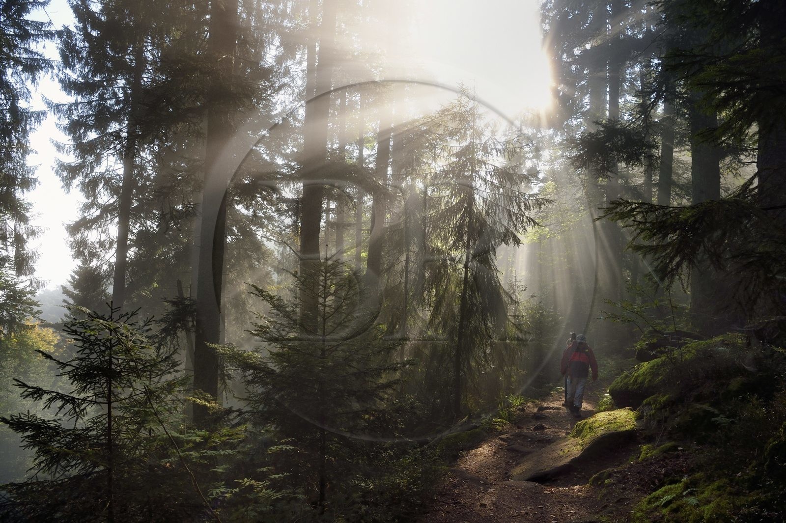 France, Bas-Rhin (67), Mont Saint-Odile, randonnée le long du Mur Païen, vestige d'un mur d'enceinte probablement de l'époque mérovingienne d'une longueur totale de onze kilomètres, lever de soleil dans la brume du petit matin