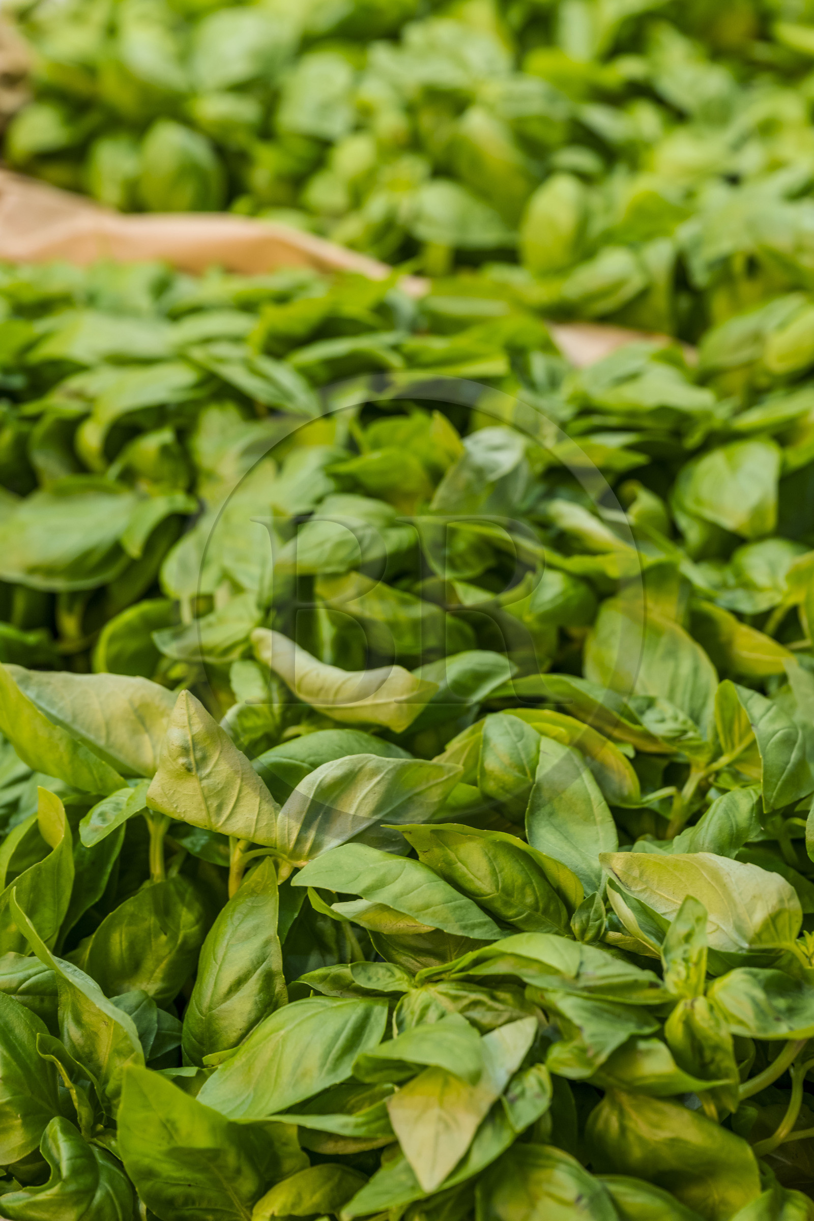 Italie, Ligurie, Gênes, quartier de la Via XX Settembre, le marché couvert du Mercado Orientale, basilic de Gênes