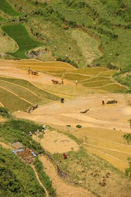 Vietnam, Lao Cai province, Bac Ha district,  Can Cau, rice plantations in terraces