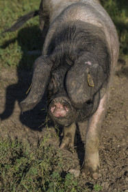 France, Pyrénées-Atlantiques (64), Pays-Basque, vallée des Aldudes, élevage en plein air Pierre Oteiza de porcs basques de race pie noir pour la production du jambon Kintoa AOC, cochette (jeune truie)