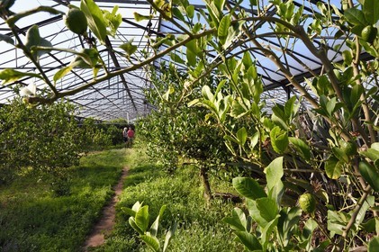France, Var (83), La Londe-les-Maures, Domaine du Jasson, culture des agrumes, cédrat de Corse (Citrus medica corsican)