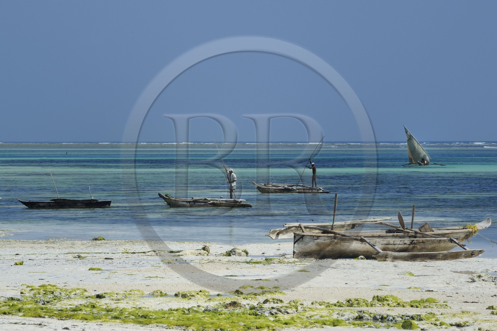 Tanzanie, archipel de Zanzibar, île de Unguja (Zanzibar), côte Sud-Est, Bwejuu, pêcheurs sur des dhow (boutre traditionnel)