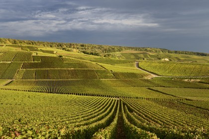 France, Marne, regional park of Montagne de Reims, Champillon, Champagne vineyards
