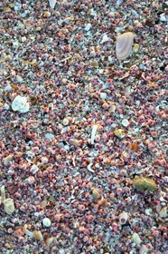 Sultanate of Oman, Ash Sharqiyah South Governorate, Ras al Hadd, beach covered with pink seashells
