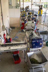 France, Côte-d'Or (21), les climats de Bourgogne classés Patrimoine Mondial de l'UNESCO, Beaune, Cuverie des Hospices de Beaune, trie et éraflage (ou égrappage) mécanique, juste après la vendange et avant de presser le raisin, pour enlever la partie végétale