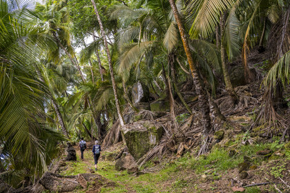 France, Guyane, Kourou, Iles du Salut, Ile Royale, randonnée sur le sentier cotier