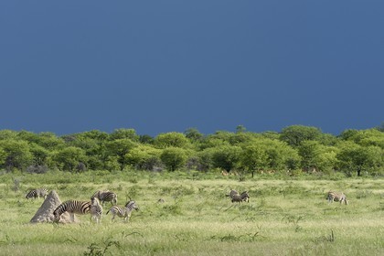 Namibie, région de Oshikoto, Parc National d'Etosha, zèbres de Burchell (Equus burchellii)