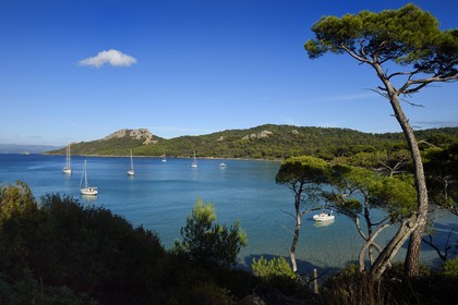 France, Var (83), Iles d'Hyères, parc national de Port Cros, Ile de Porquerolles, plage Notre-Dame