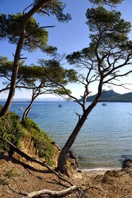 France, Var (83), Iles d'Hyères, parc national de Port Cros, Ile de Porquerolles, plage Notre-Dame dans la Baie de l'Alycastre