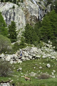 France, Alpes-Maritimes, parc national du Mercantour ( Mercantour national park), Haute-Vesubie, trek in the Gordolasque valley, chamois (Rupicapra rupicapra)