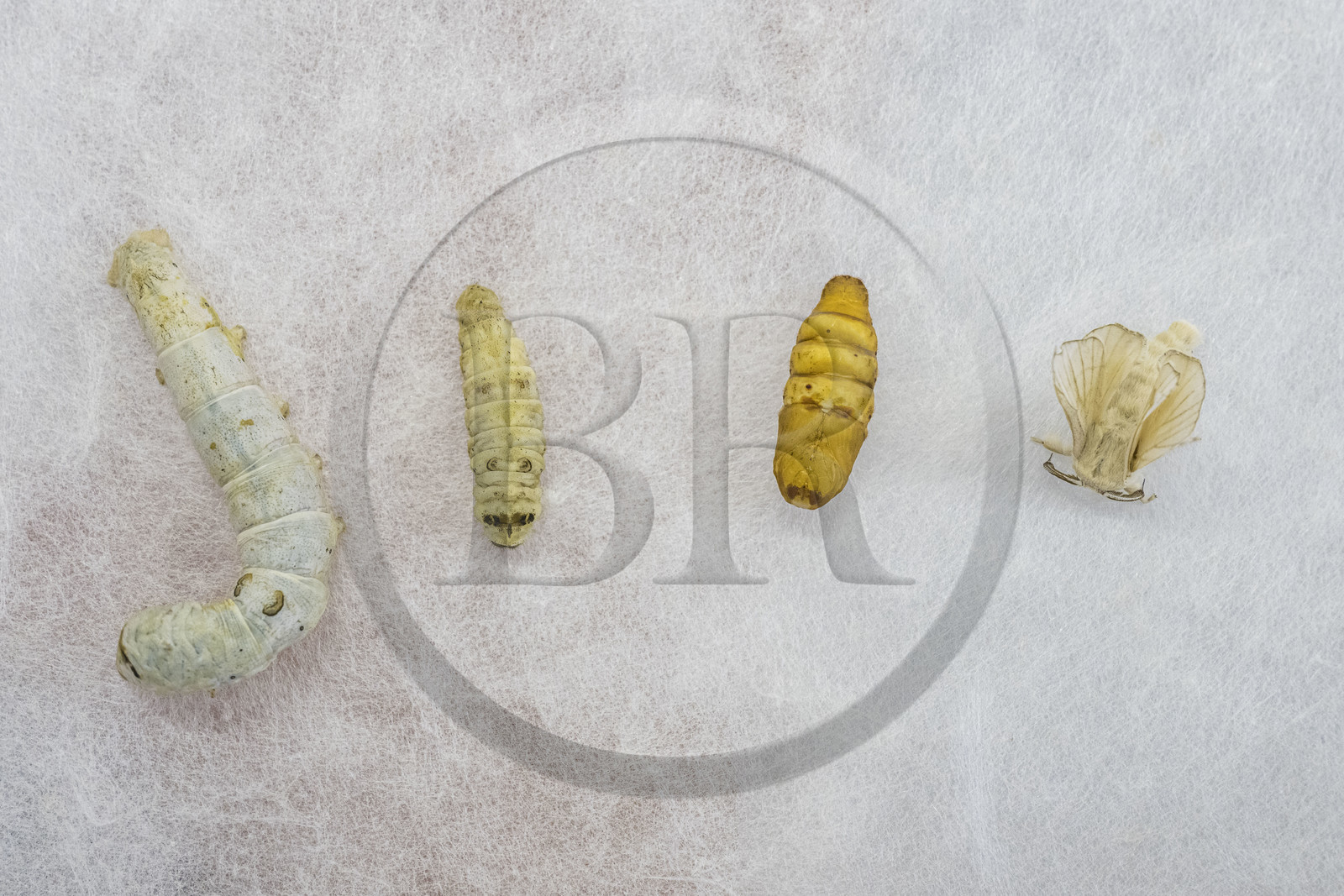 France, Gard (30), Monoblet, l'Atelier Sericyne relance la sériciculture française, élevage de vers à soie et production de soie d'exception et intissée pour la réalisation d'objets de décoration, les quatre stades de développement du bombyx