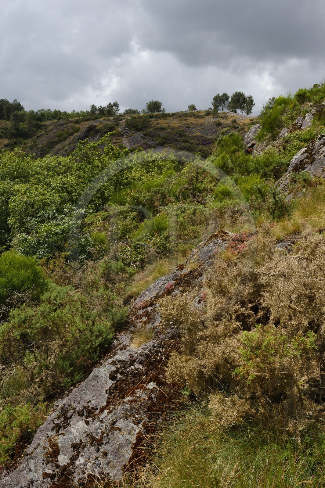 France, Morbihan (56), forêt de Brocéliande, Tréhorenteuc, la lande du Val sans retour