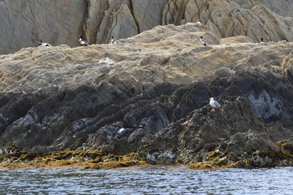 France, Var (83), Iles d'Hyères, parc national de Port Cros, Ile de Port-Cros, l'Ile de Bagaud qui est une réserve intégrale, tadornes de Belon (Tadorna tadorna)
