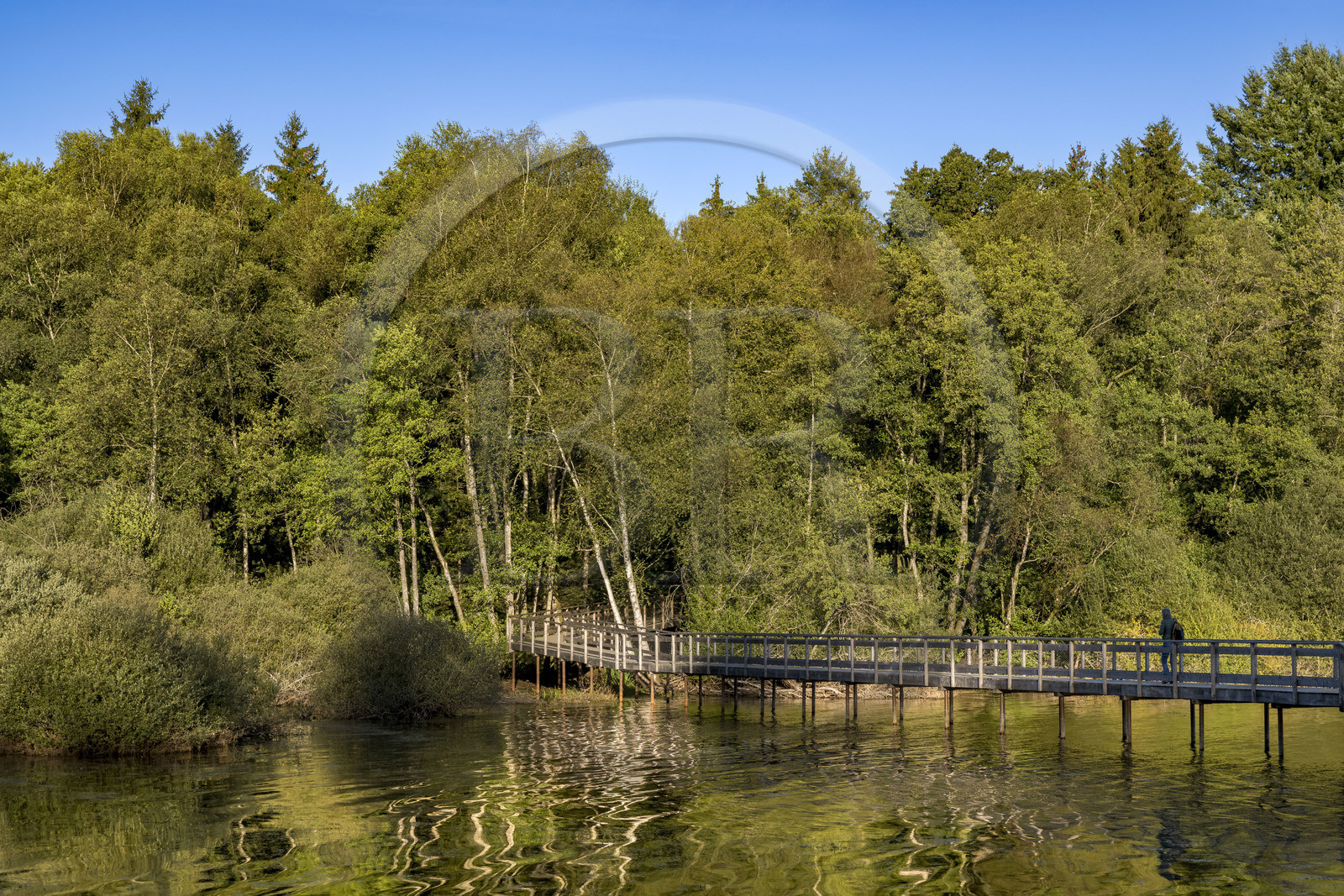 France, Nièvre (58), Parc naturel régional du Morvan, Moux-en-Morvan, lac des Settons, la passerelle de Chevigny au sud du lac au niveau de l'embouchure de la rivière Cure, possède un observatoire ornithologique