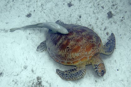 France, Ile de Mayotte, Grande-Terre, Kani-Keli, plage de N’Gouja, tortue (de mer) verte (Chelonia mydas) et un poisson pilote rémora (Echeneis naucrates) accroché à sa carapace