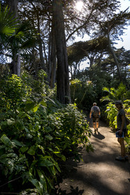 France, Finistère (29), Iles du Ponant, Ile de Batz, jardin Georges Delaselle ou jardin colonial, jardin exotique présentant une collection botanique provenant des cinq continents
