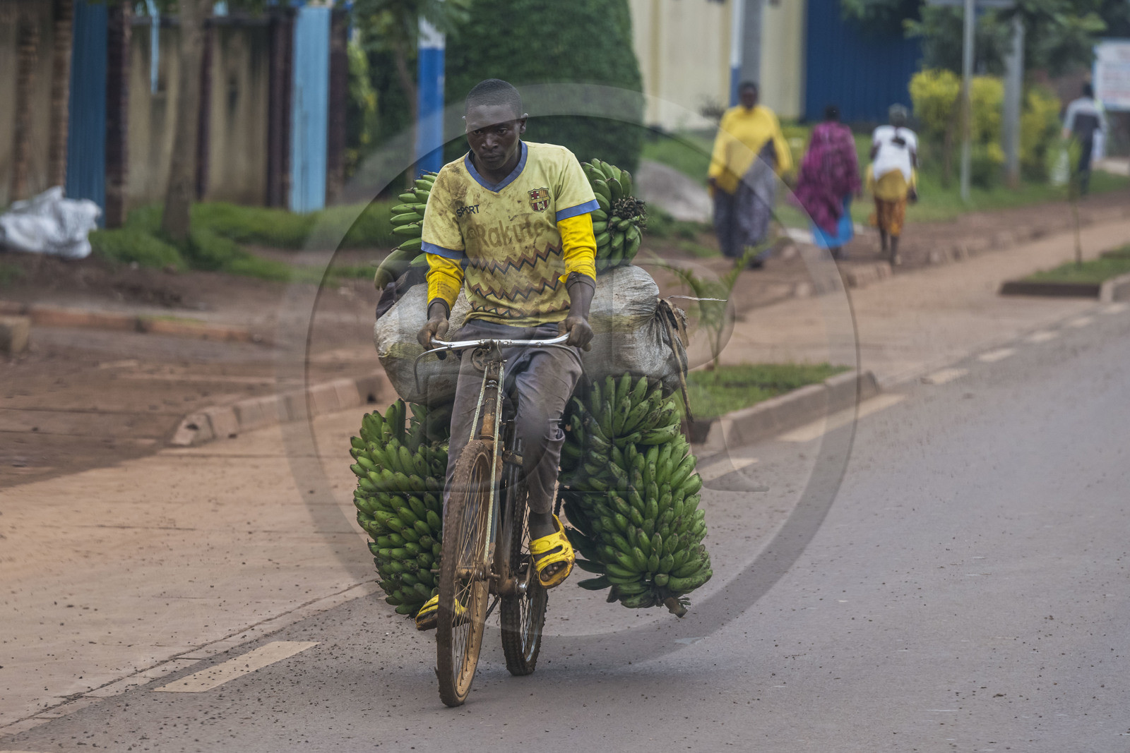 Rwanda, Province de l’Est, Kayonza, transport de régime de bananes plantain sur bicyclette sur la route de l'Akagera, les bicyclettes sont le principal moyen de transport local