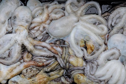 France, Herault, Sete, the fish auction market, freshly caught octopus