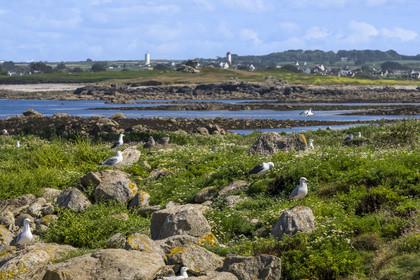 France, Finistère, Abers Country (Pays des Abers), Ile Vierge (Virgin Island) in the Lilia archipelago, many gulls populate the island during the nesting period