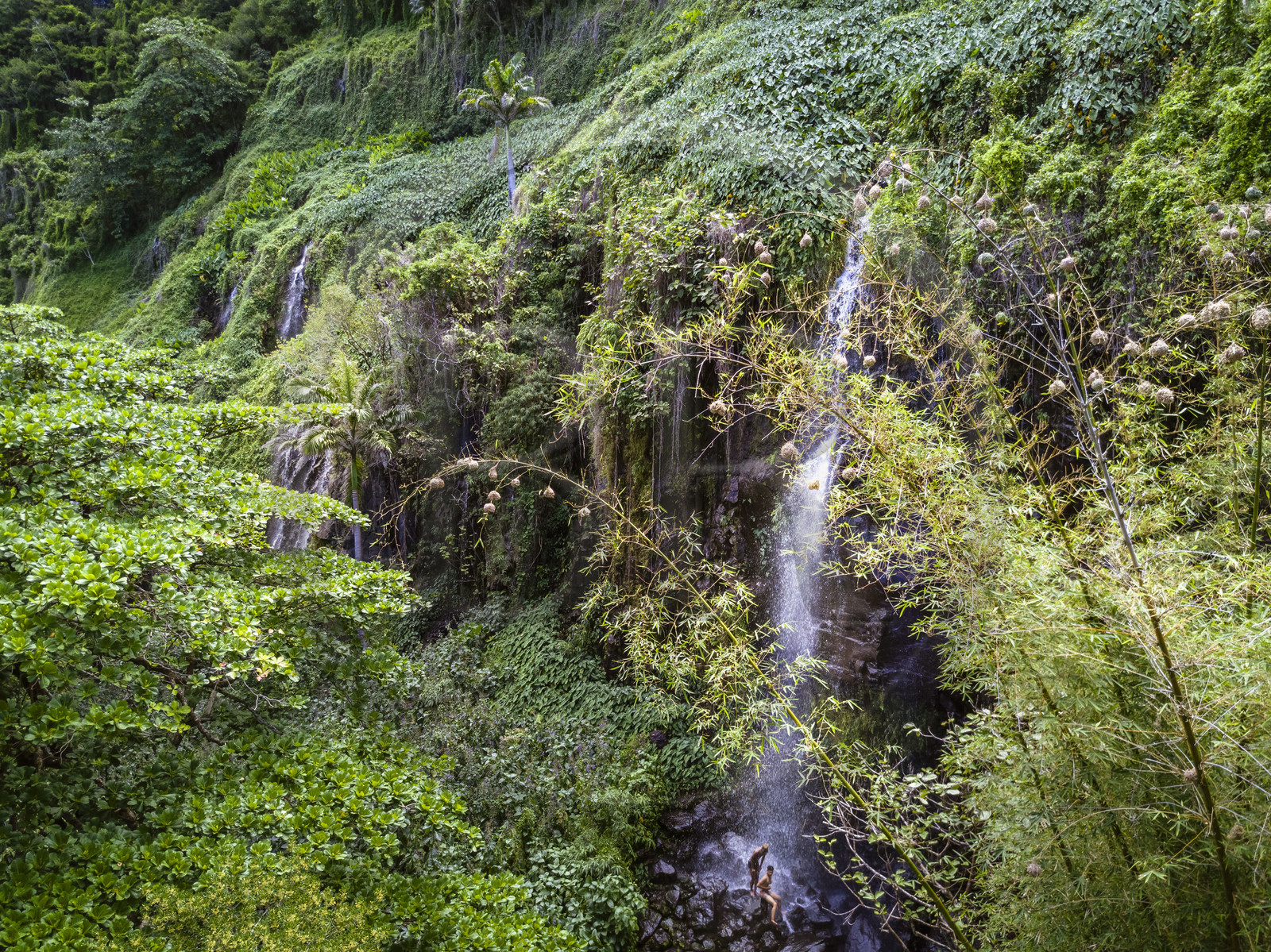 France, Ile de la Reunion, Parc national de La Réunion, classé Patrimoine Mondial de l'UNESCO, Sainte-Rose, anse des Cascades, enfants créoles se baignant sous une cascade et  nids de tisserin gendarme (Ploceus cucullatus) aussi appelé Oiseau Bellier au premier plan (vue aérienne)