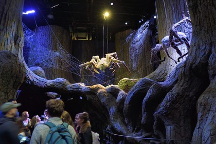 United Kingdom, Hertfordshire, Leavesden, Leavesden Film Studios, Harry Potter Studio Tour London, the scene of the eight Harry Potter movies' making of, the giant Aragog spiders in the mythical Forbidden Forest