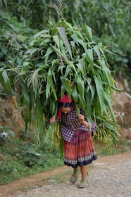 Vietnam, Lao Cai province, Bac Ha district, woman from the Flower Hmong minority coming back from the fields with corn